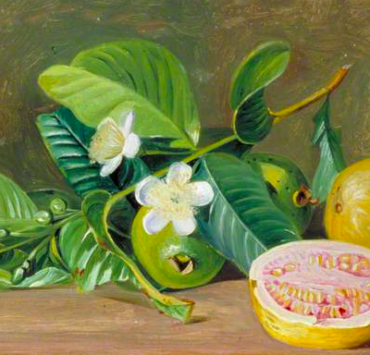 Foliage, Flowers, and Fruit of a Variety of Guava