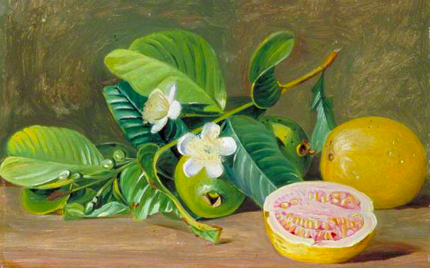 Foliage, Flowers, and Fruit of a Variety of Guava