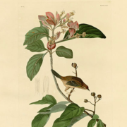 Plate 165 Bachman's Finch