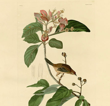 Plate 165 Bachman's Finch