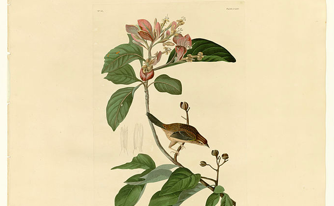 Plate 165 Bachman's Finch