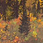 The Dark Woods Interior