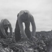 Filipinos cutting lettuce. Salinas Valley, California
