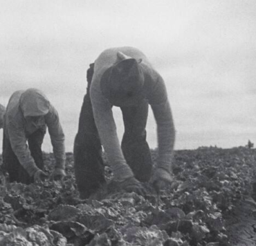 Filipinos cutting lettuce. Salinas Valley, California