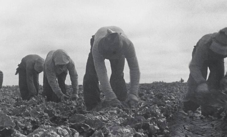Filipinos cutting lettuce. Salinas Valley, California