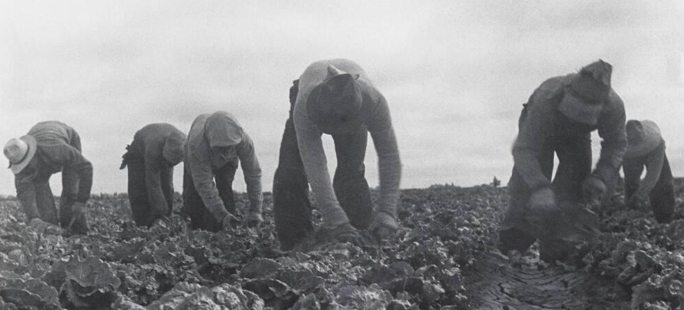 Filipinos cutting lettuce. Salinas Valley, California