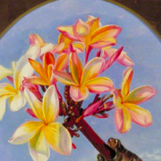 Flowers of Jasmine Mango or Frangipani, Brazil