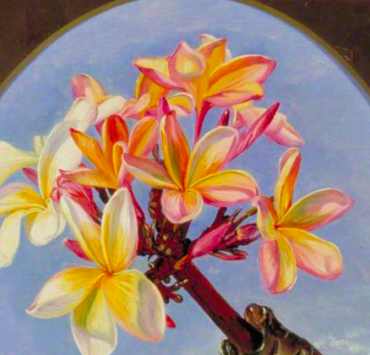 Flowers of Jasmine Mango or Frangipani, Brazil