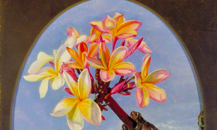 Flowers of Jasmine Mango or Frangipani, Brazil