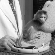 Cloth Monkey