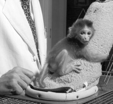 Cloth Monkey