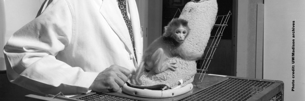 Cloth Monkey