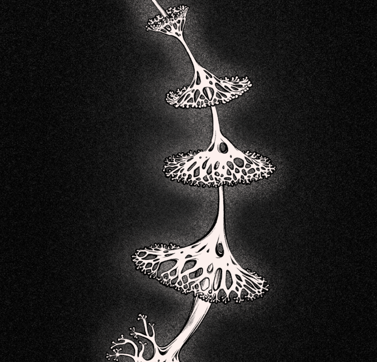 Lichen