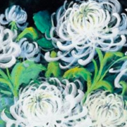 Chrysanthemums