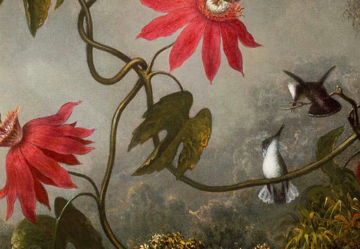 Passion Flowers With Hummingbirds