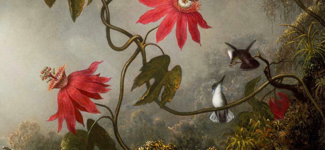 Passion Flowers With Hummingbirds