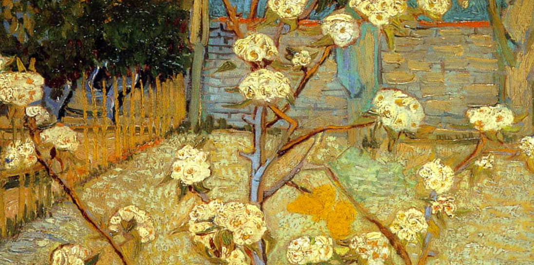 Pear Tree In Blossom