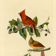 Plate 159 Cardinal Grosbeak