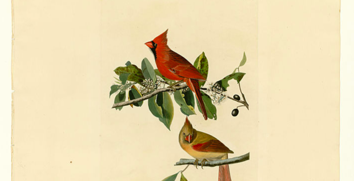 Plate 159 Cardinal Grosbeak