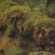 Rotten Wood Covered With Moss