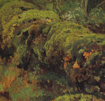 Rotten Wood Covered With Moss