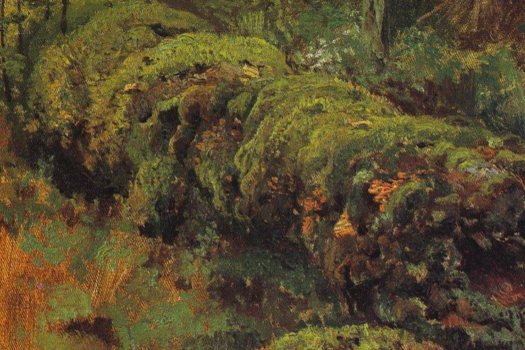 Rotten Wood Covered With Moss