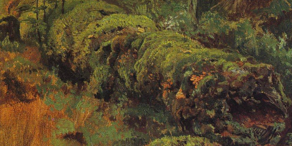 Rotten Wood Covered With Moss